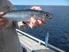 Slimey mackerel